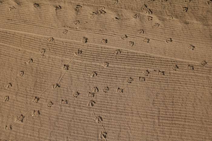 Bird tracks on sandy beach texture 4K