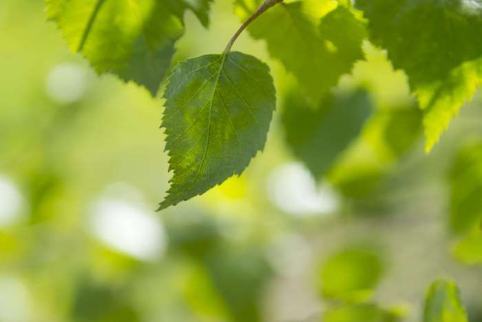 Close up of green leaves with bokeh background