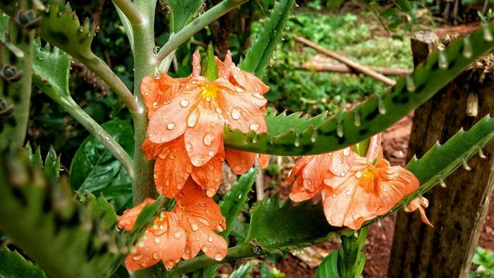 4K Orange Flowers with Water Droplets