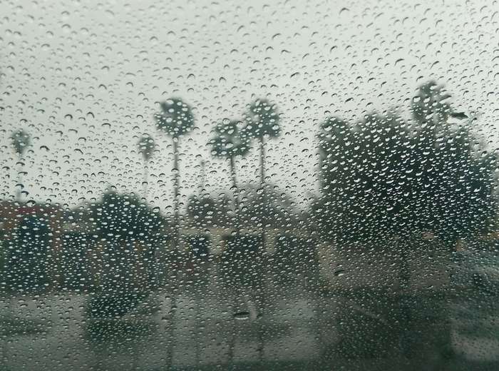 Rainy day view through a window with palm trees