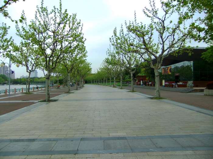 Tree-lined walkway next to a lake and building
