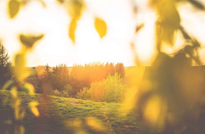 Golden hour sun over a grassy field with trees