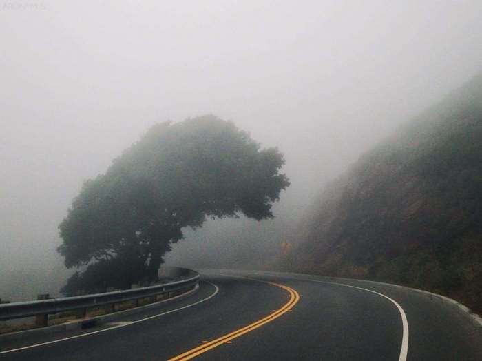 Foggy mountain road with a tree