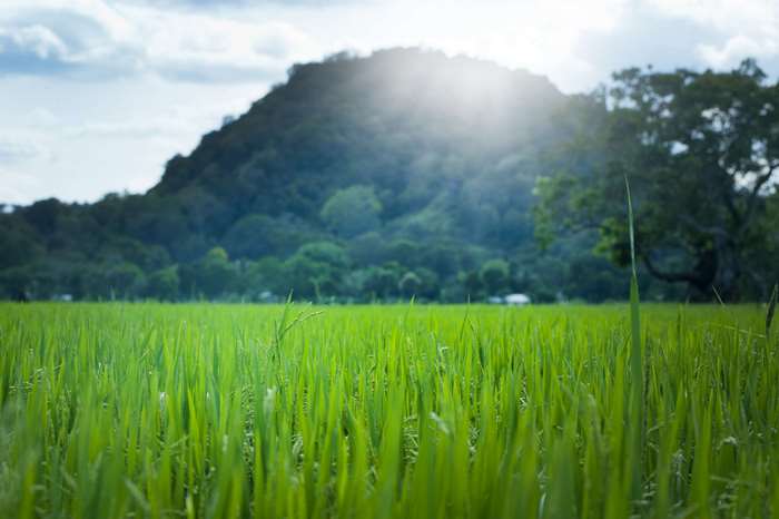 Green rice field with mountain and sun rays