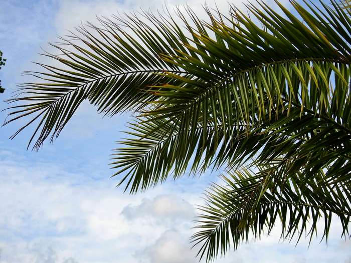 Palm leaves against a blue sky with clouds