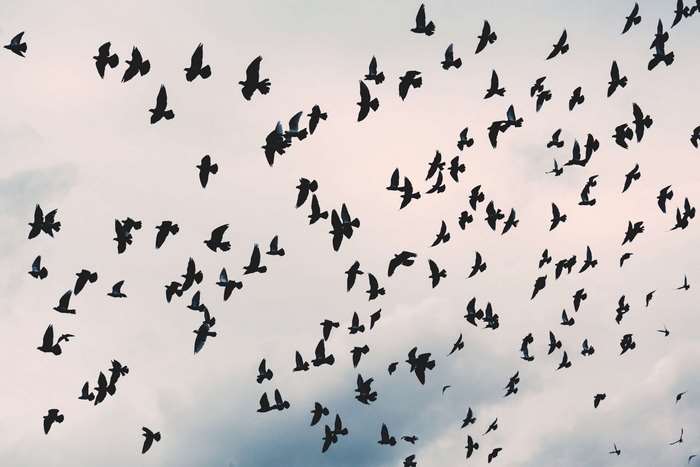 Flock of birds flying in the sky