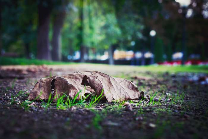 Dried leaf on grass in a park