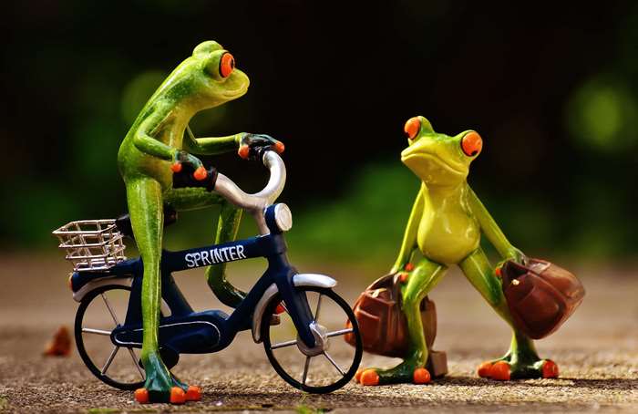 amphibians, animals, bike, blur, cute, friendship, frogs, fun, funny ...