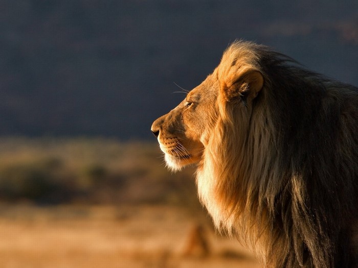 Lion in profile with golden mane