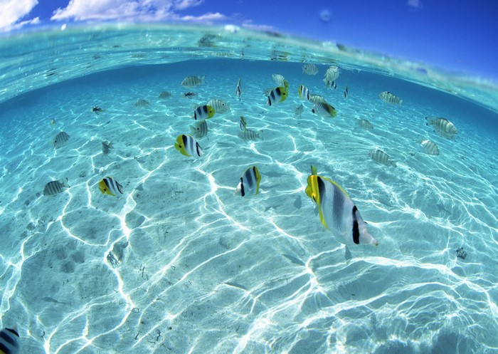Fish swimming in shallow clear ocean water