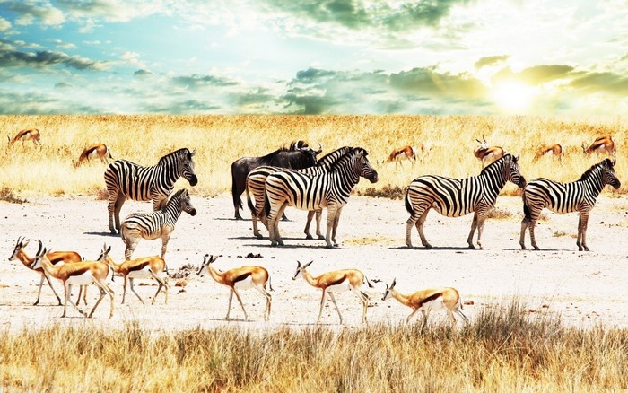 Zebras and antelopes on the African savannah
