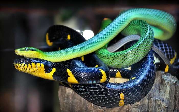 Two snakes coiled on a wooden surface