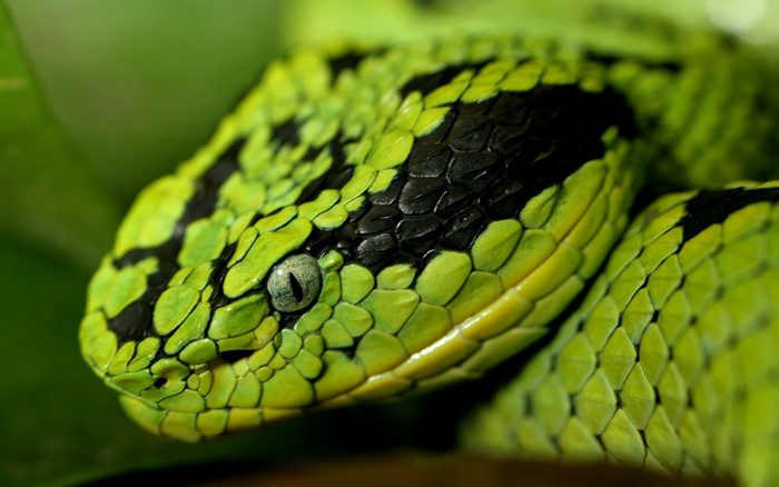 Close-up of Green and Black Spotted Snake Face