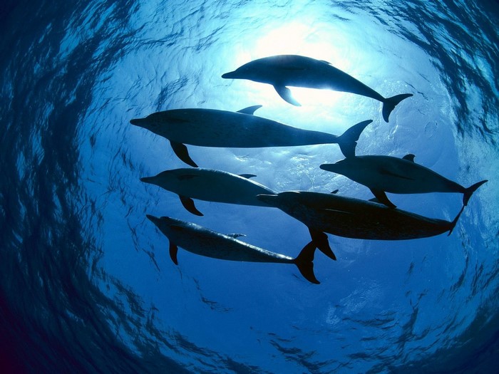 Group of Dolphins Swimming Underwater