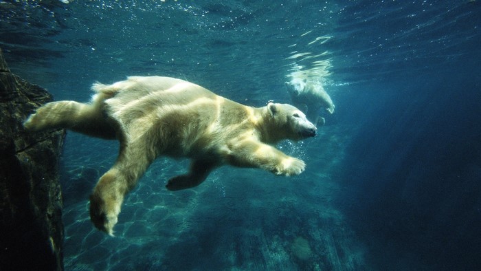 Polar Bear Swimming Underwater in Clear Blue
