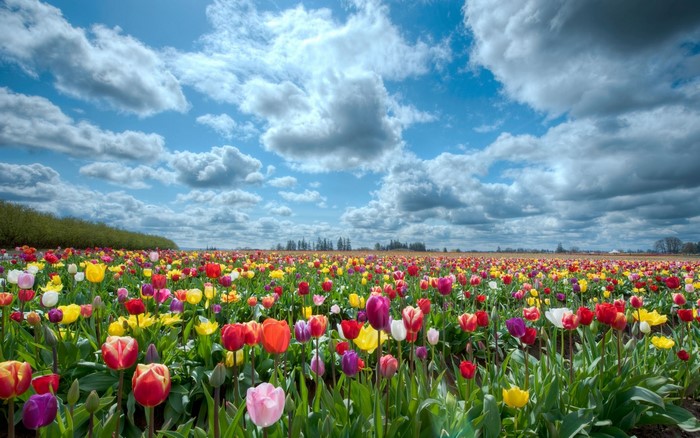 Colorful Tulip Field Under a Sunny Sky