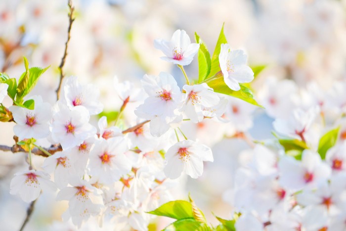 Cherry Blossoms in Bloom