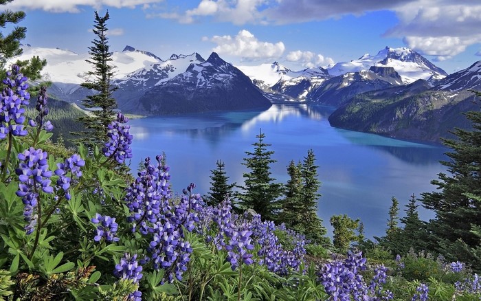 Mountain Lake with Purple Flowers and Snow Caps