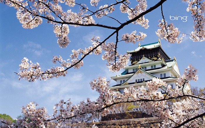 Osaka Castle surrounded by cherry blossoms in Japan