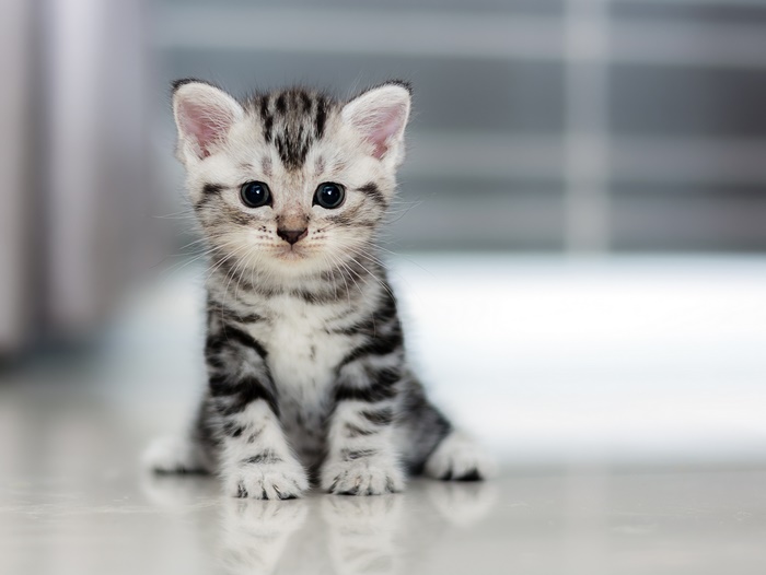 Kitten sitting on a floor