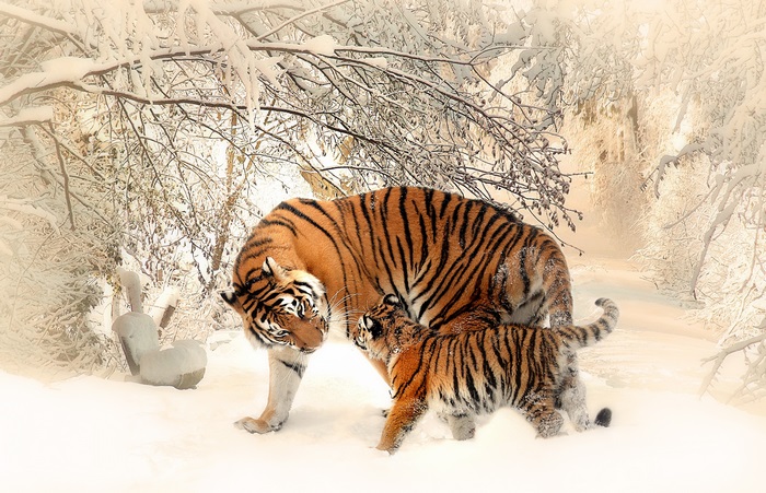 Tigers in a snowy forest