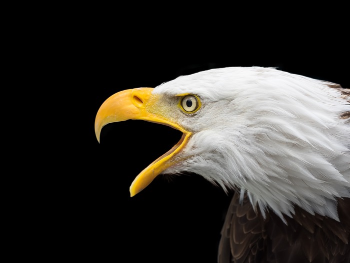 Bald eagle with open beak 4K