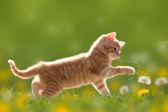 Orange tabby kitten playing in a field