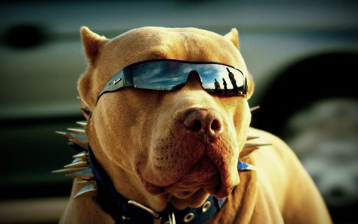 Cool Pitbull Wearing Sunglasses and Spiked Collar