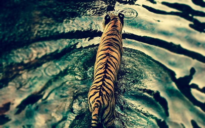 Tiger walking in water