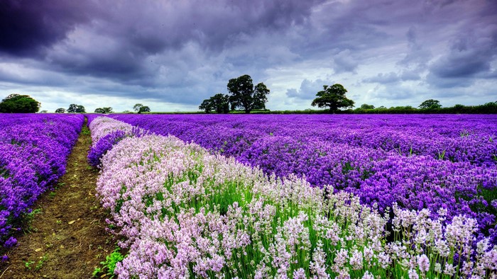 Vibrant Purple Flower Field Under Stormy Sky