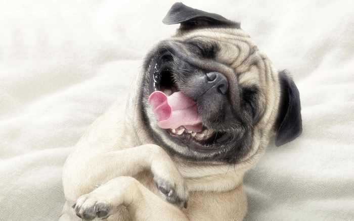 Funny pug dog lying on a white blanket