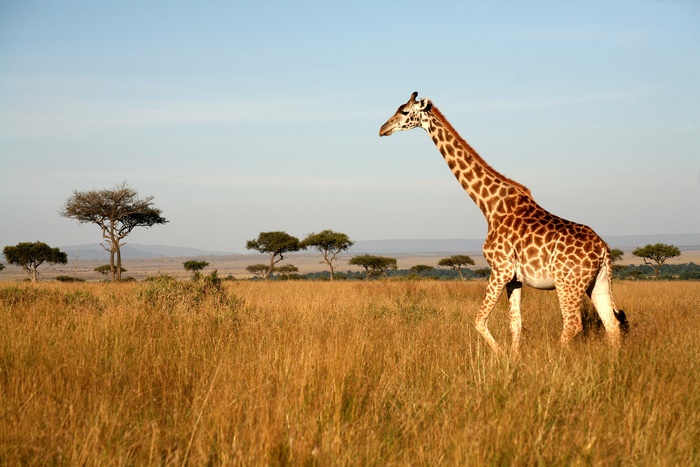 Giraffe in the African Savannah Landscape