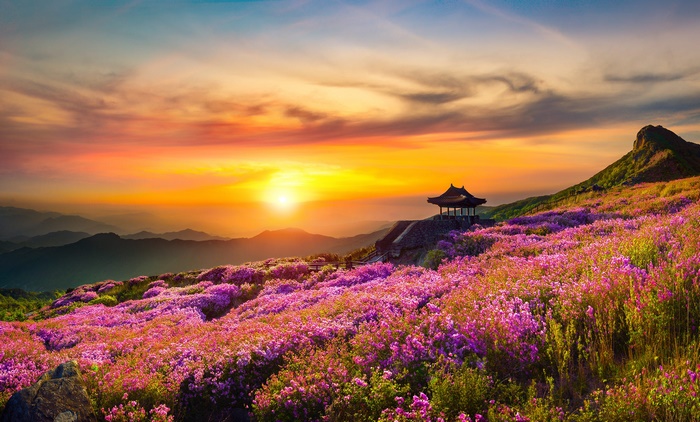 Sunrise Over Purple Flower Field and Mountain Landscape
