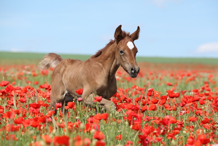Brown foal running through a field of red poppies