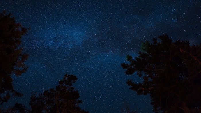 Starry night sky with trees