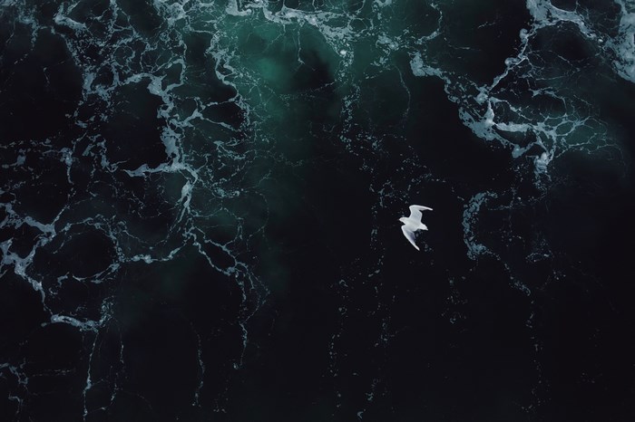 Seagull flying over dark choppy ocean waves