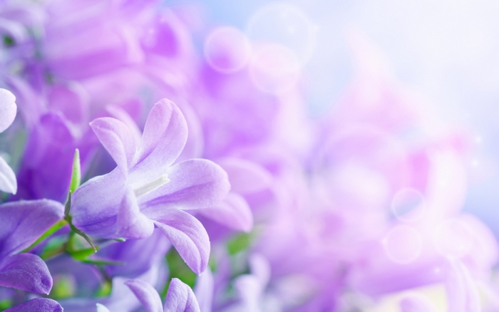 Purple bellflowers with bokeh background