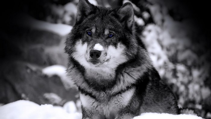 Close-up of a wolf with blue eyes in the snow