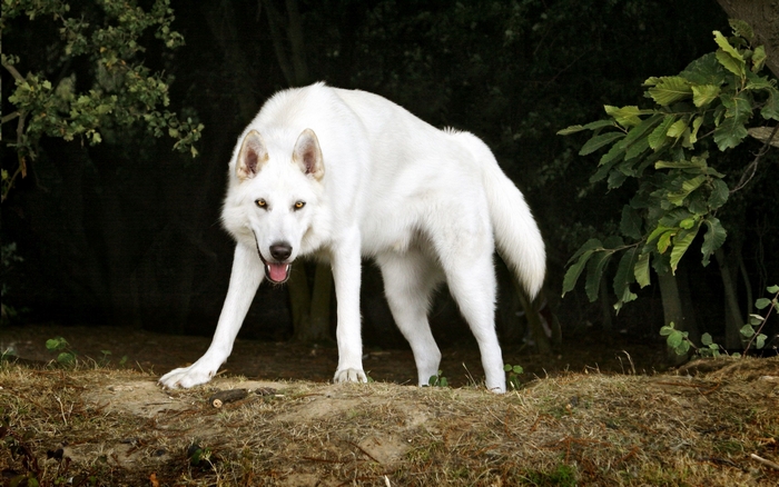 White wolf in a forest