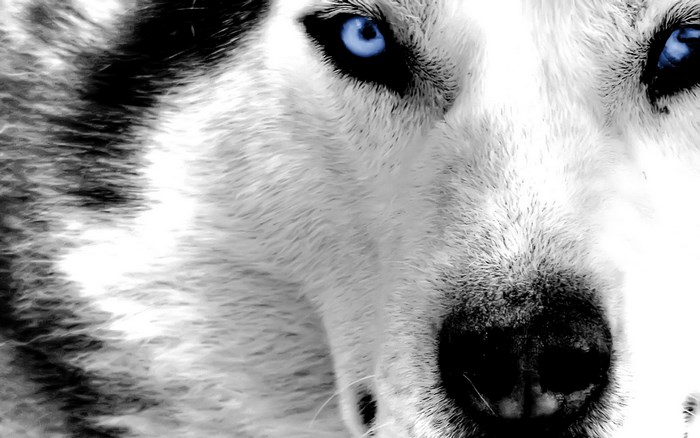 Close-up of a wolf's face with blue eyes
