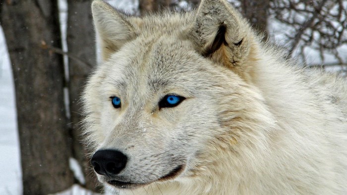 Close-up of an Arctic wolf with blue eyes