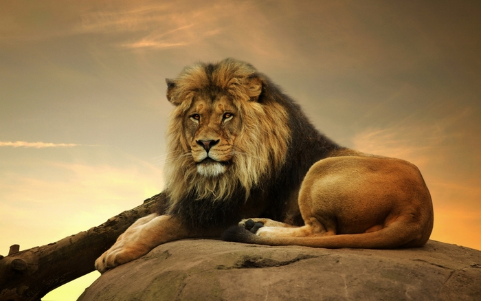 Lion resting on a rock at sunset