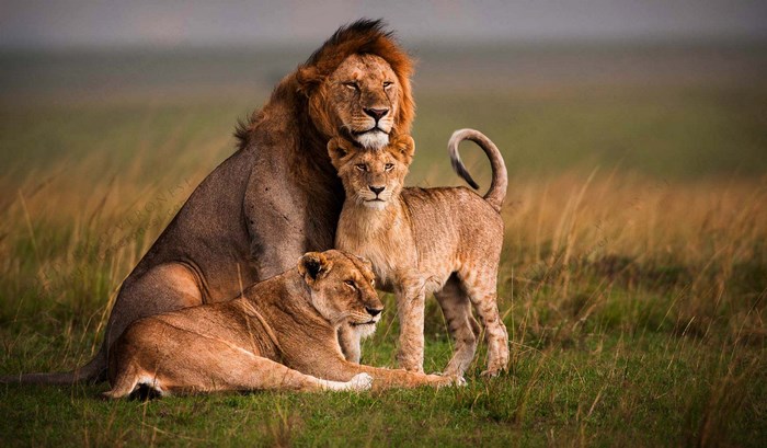 Lion family in the savanna