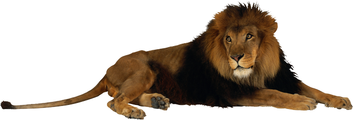 Lion lying down