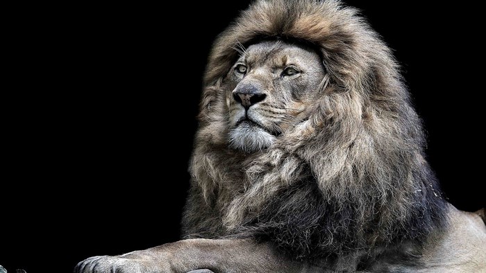 Lion with a mane on a black background