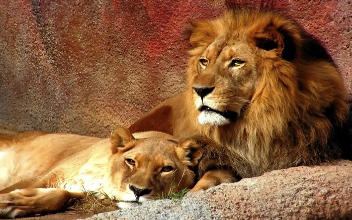 Lion and Lioness Resting on Rocks