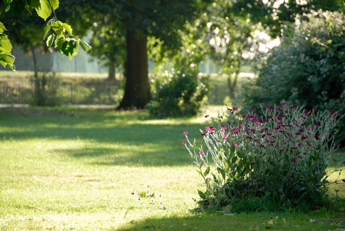 Summer garden with flowers and trees