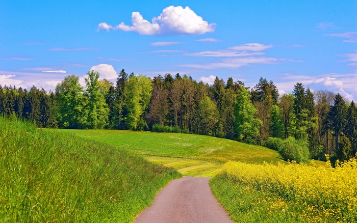 A winding road through a green landscape with a forest and yellow flowers