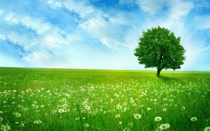 A lone tree in a green field under a blue sky