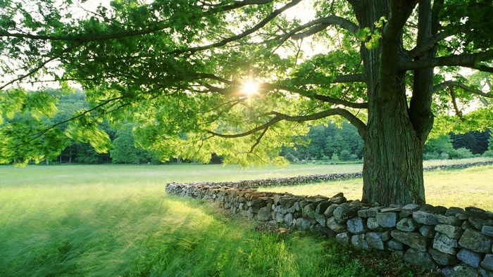 Sunlight through tree branches over stone wall and meadow